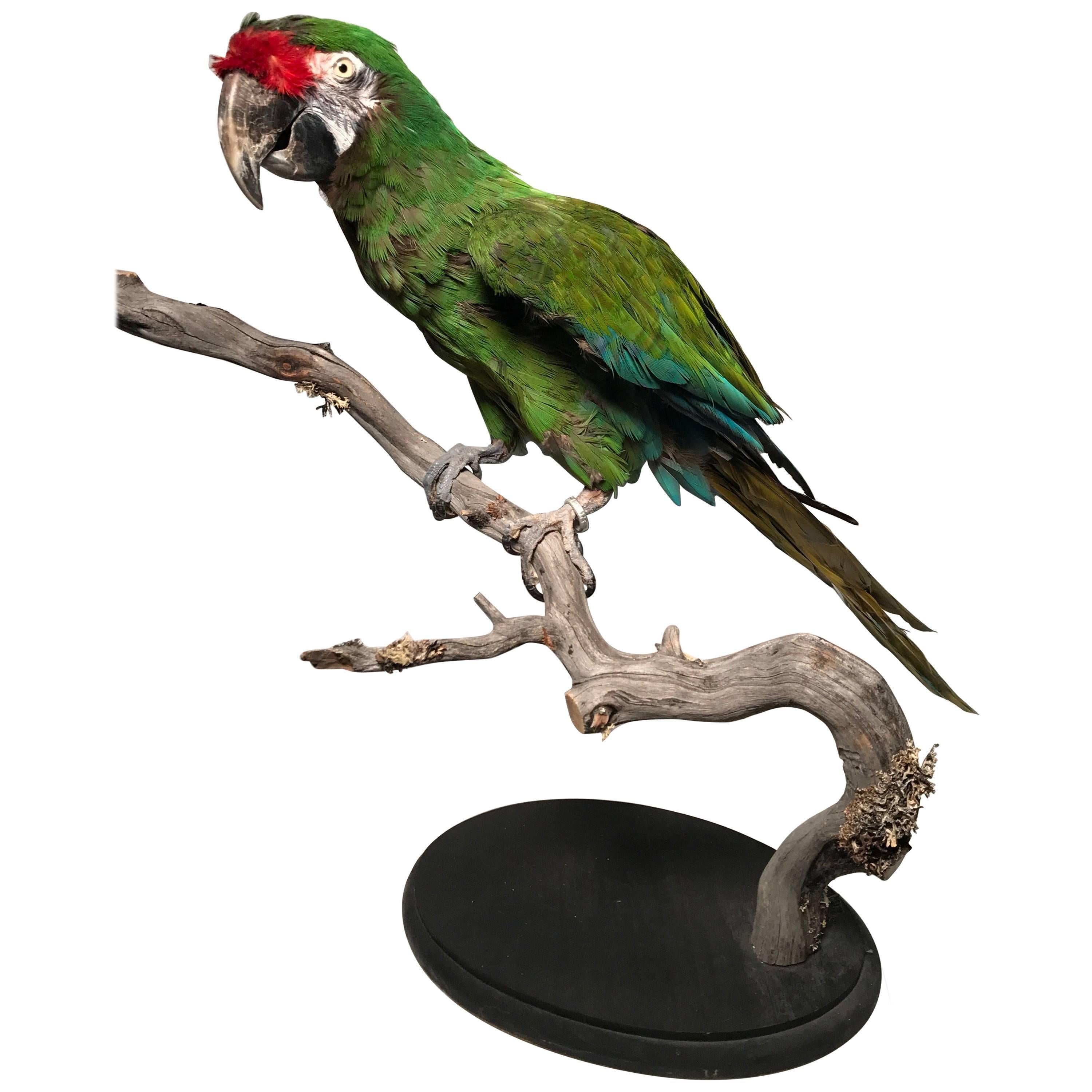 Taxidermy Military Macaw