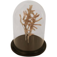 Sea Worm Coral in Ebony Based Glass Dome #1
