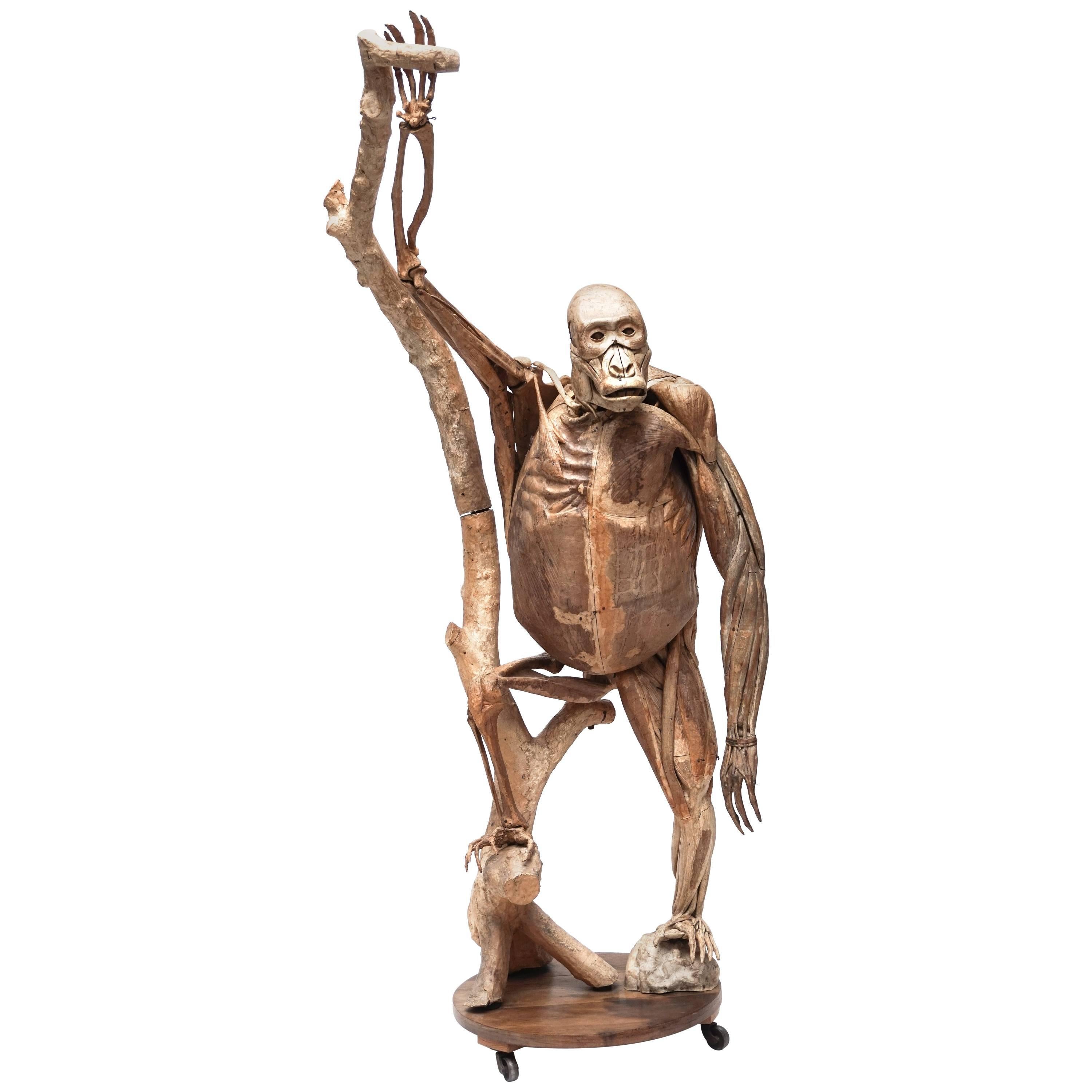 Anatomical Model of Gorilla by Dr. Louis Auzoux Plus Unique Handwritten Booklet For Sale
