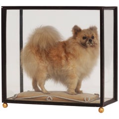 Vintage Pomeranian Taxidermy in Glass Display Cabinet