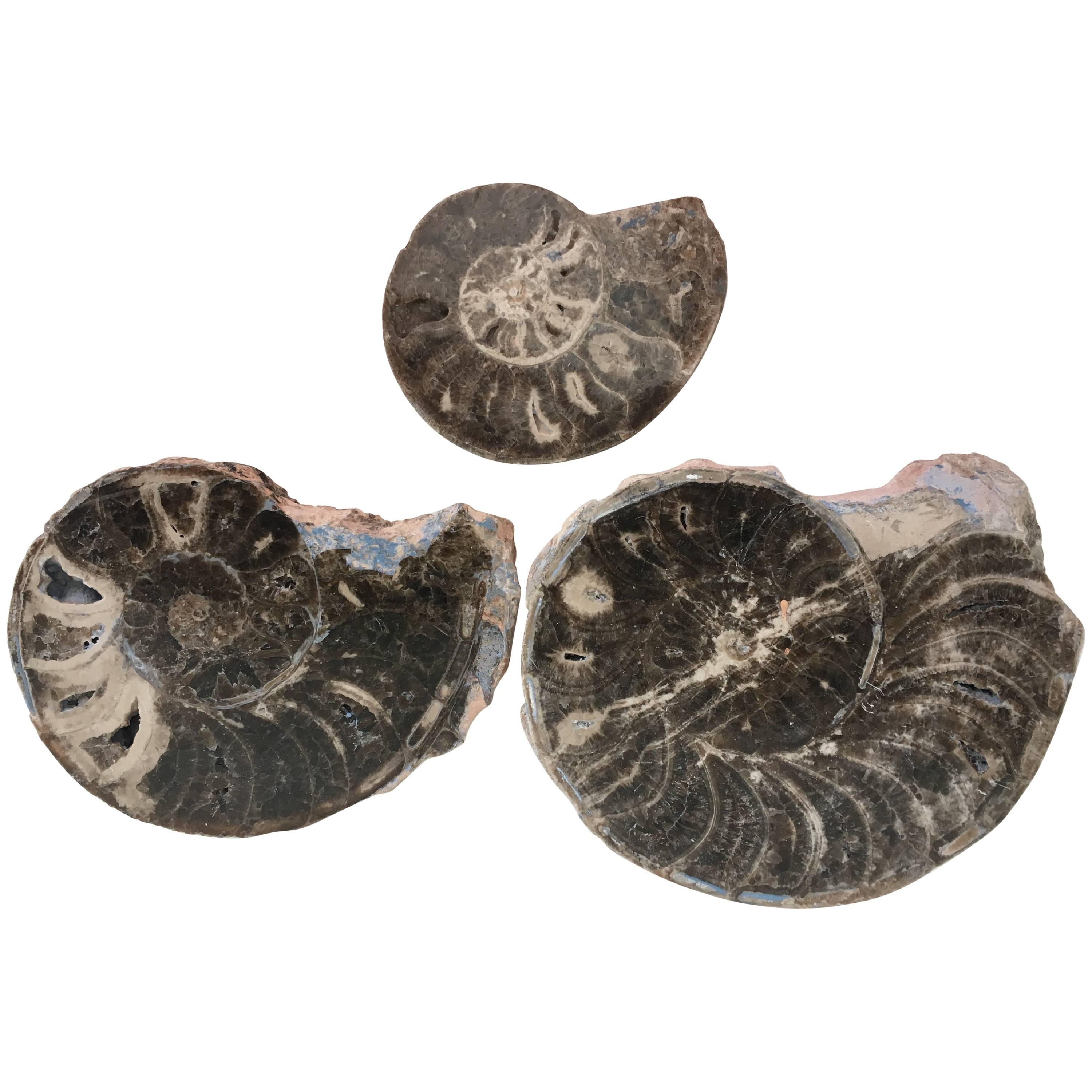 Set of Three Prehistoric Ammonite