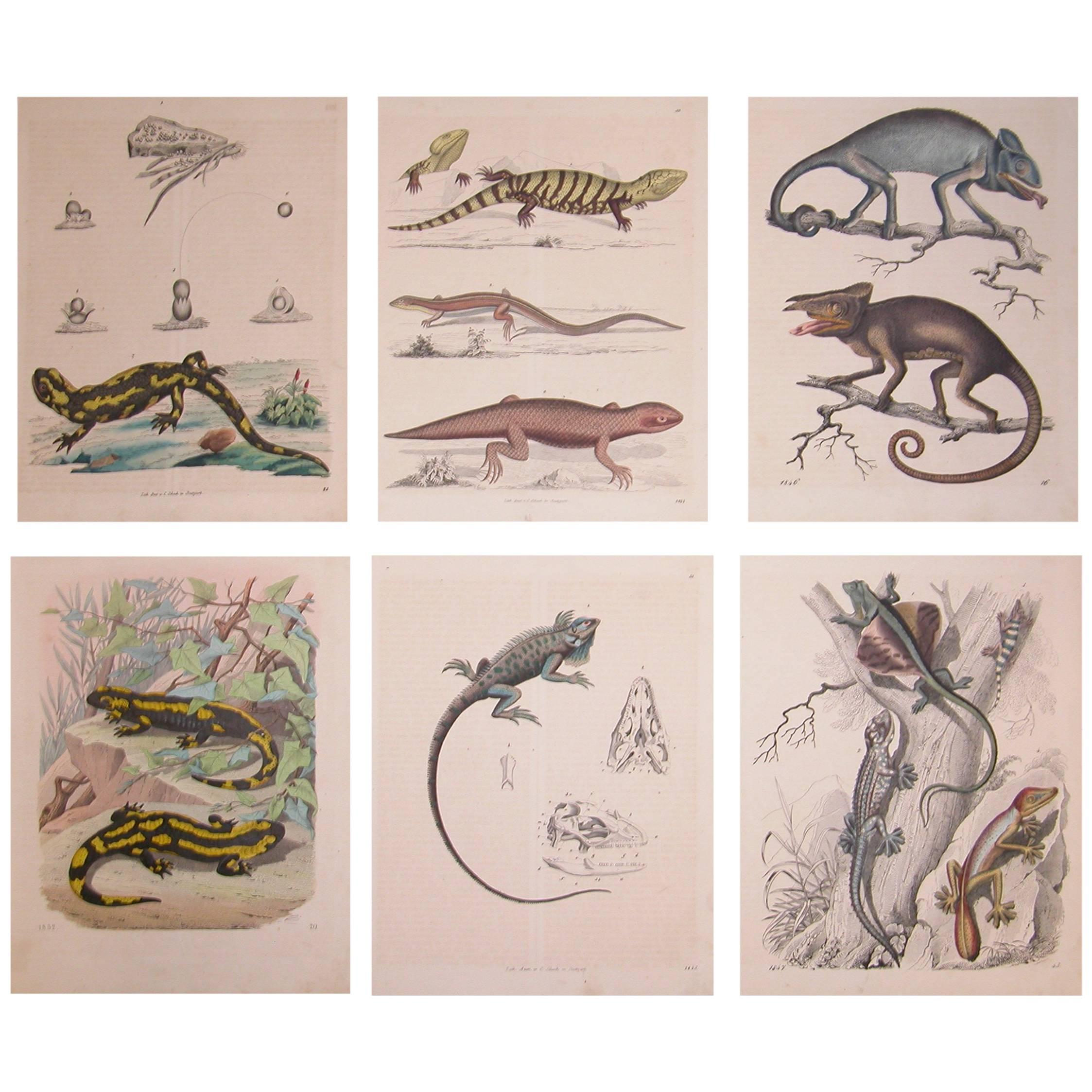 Set of Six Mid-19th Century German Prints of Lizards by Anst. V. C. Schach