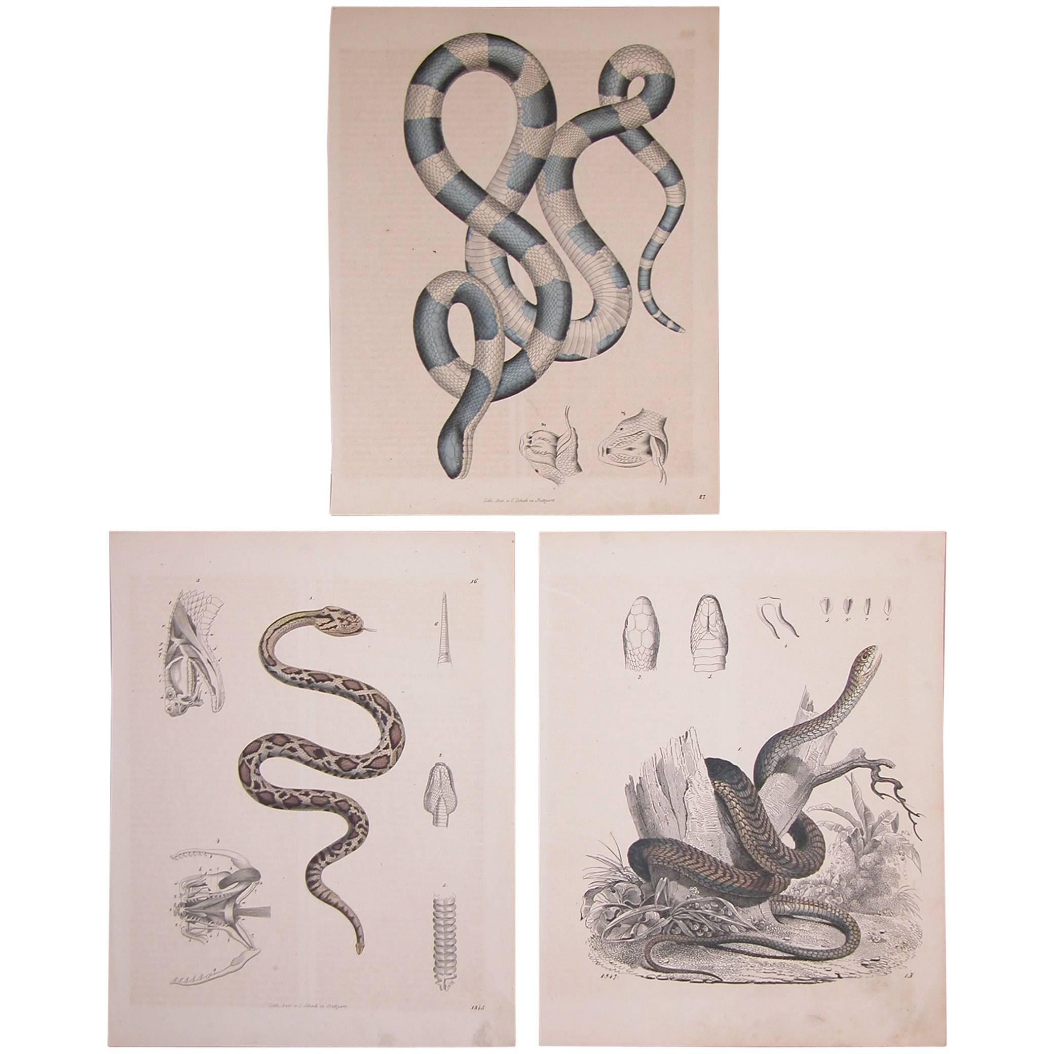Set of Three Mid-19th Century Prints of Snakes by Anst. V. C. Schach, Germany