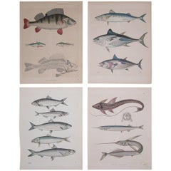 Set of Four Mid-19th Century Prints of Various Fishes, Stuttgart Germany
