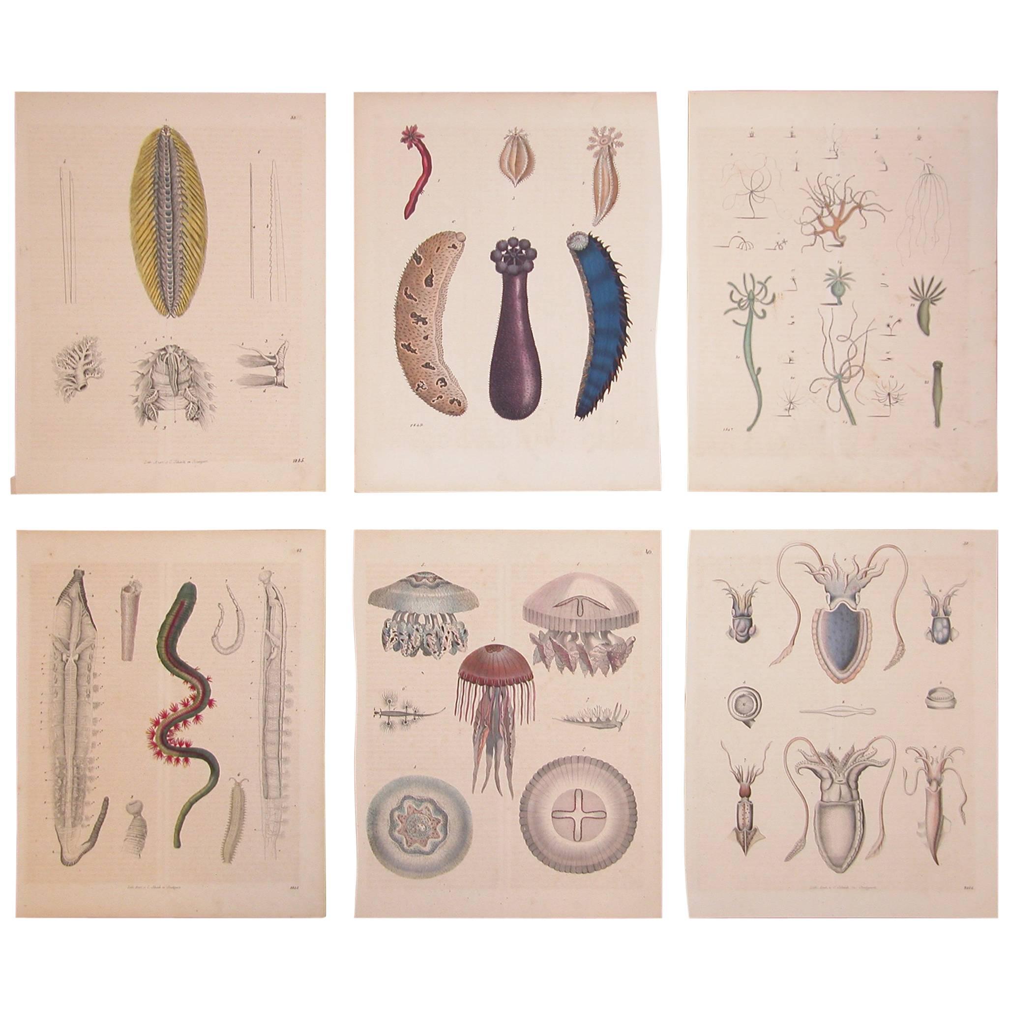 Set of Six German Mid-19th Century Prints of Various Deep Sea Creatures