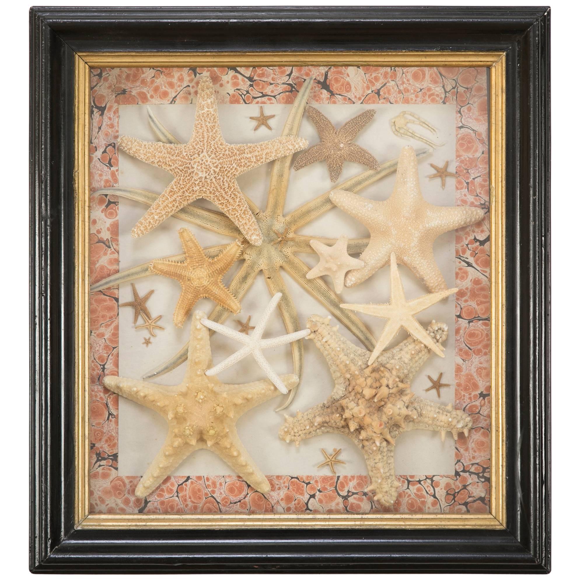 Starfish Collection in a Mahogany and Giltwood Frame