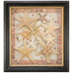 Starfish Collection in a Mahogany and Giltwood Frame