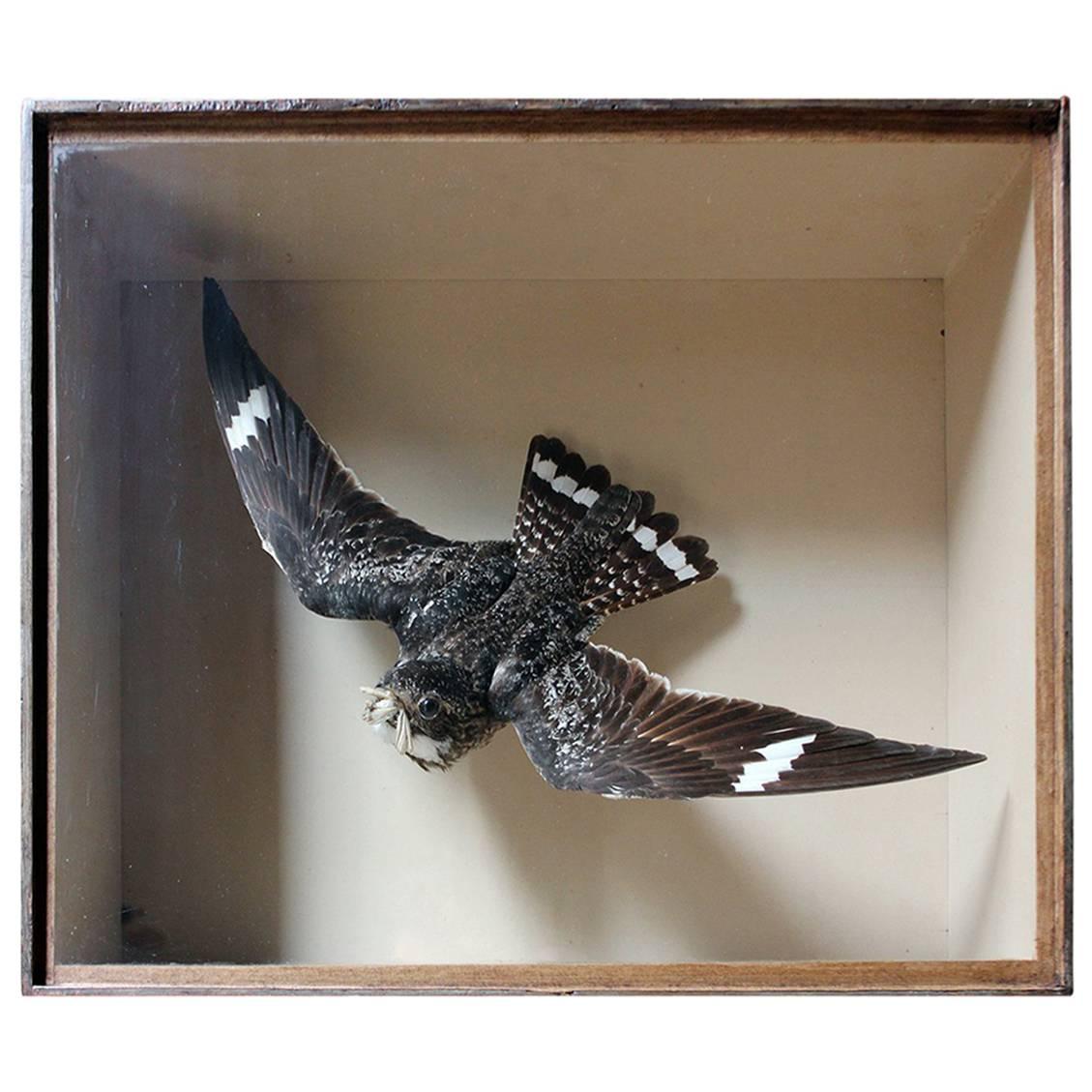 Museum Cased Taxidermy Nighthawk by Joseph Cullingford of Durham Dated 1895