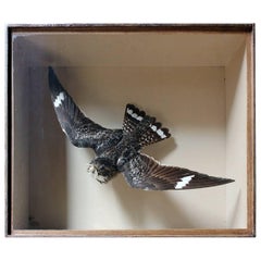 Museum Cased Taxidermy Nighthawk by Joseph Cullingford of Durham Dated 1895