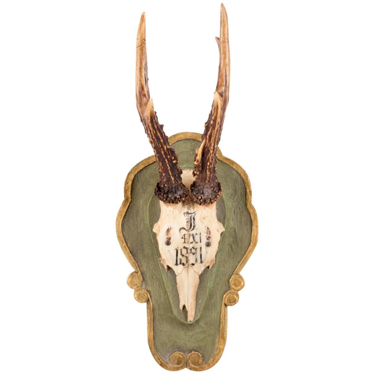 Antique Habsburg Roe Deer Trophy of Emperor Franz Joseph from Bad Ischl Austria