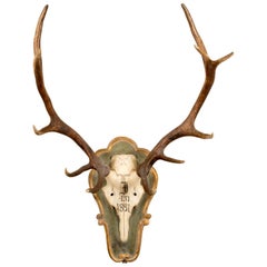 19th Century Red Stag Trophy of Emperor Franz Joseph from Bad Ischl Austria