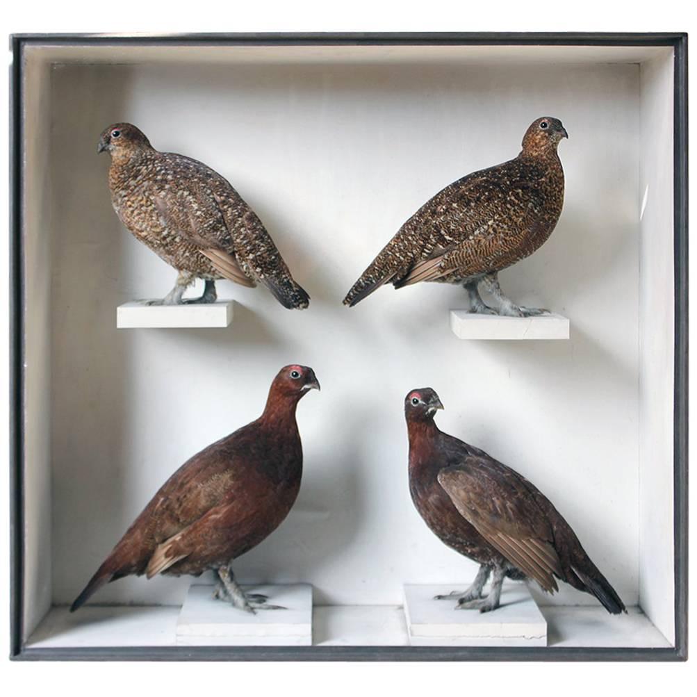 Large Taxidermy Group of Four Scottish Red Grouse by R.Duncan, Dated 1882