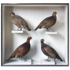 Antique Large Taxidermy Group of Four Scottish Red Grouse by R.Duncan, Dated 1882