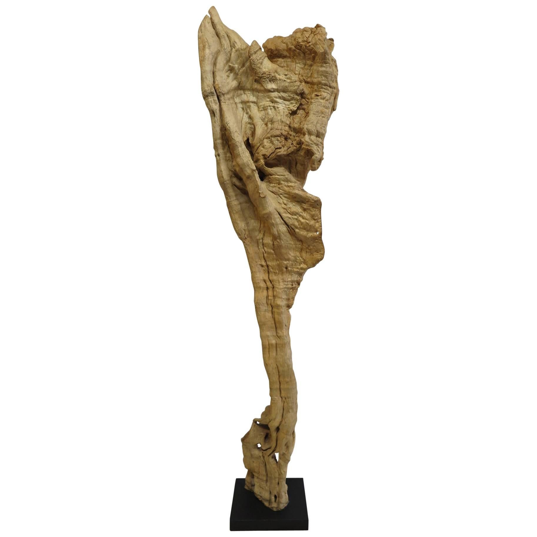 Natural Teak Wood Root Sculpture