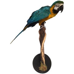 Taxidermy Blue and Gold Macaw