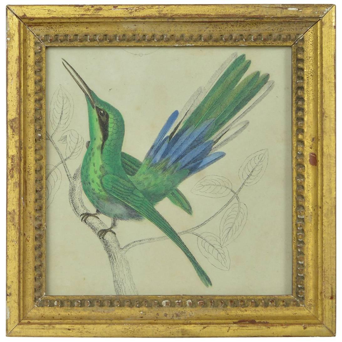 Original Antique Print of a Hummingbird, 1847