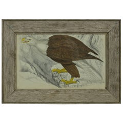 Original Antique Print of an Eagle, 1847