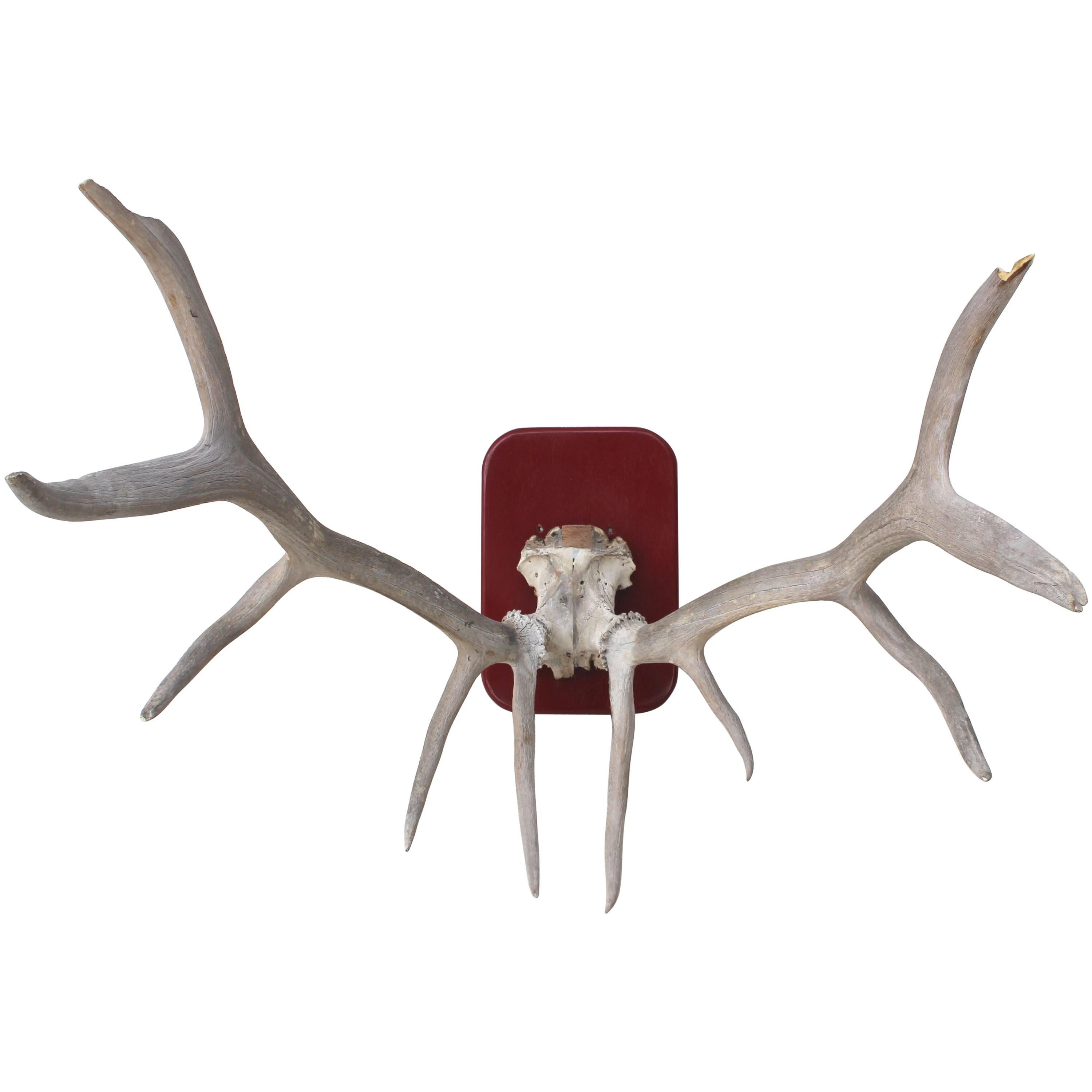 Large Deer Antlers Mount