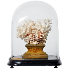 Vintage Display Cloche with Coral