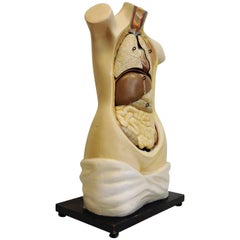 Vintage Anatomic Model from 1920-1940`s with removable bodyparts, Torso