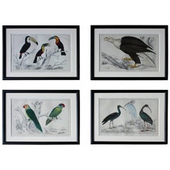 Group of Four Mid-19th Century Hand-Colored Engravings of Birds, circa 1850