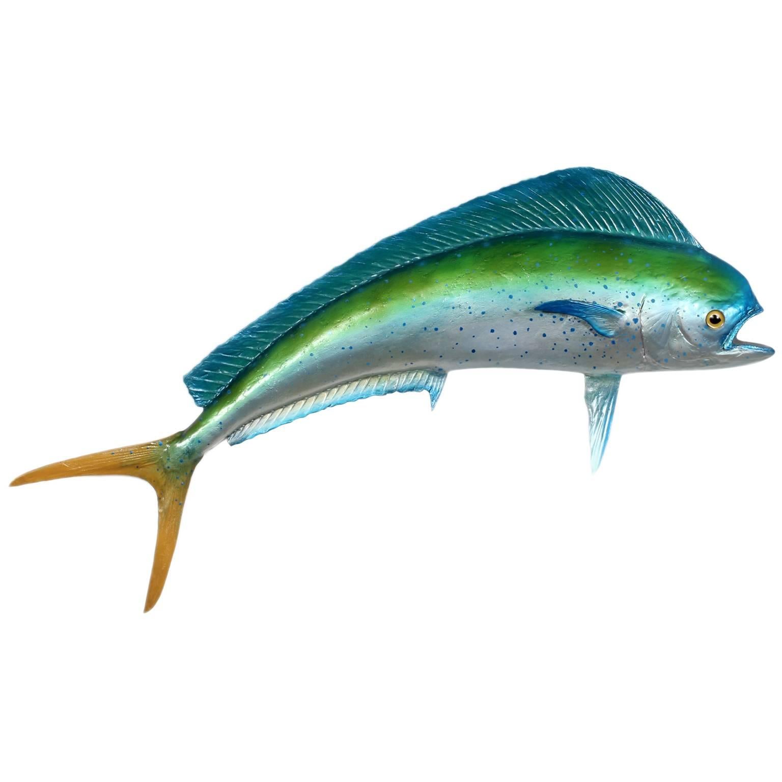 Large Skin Mount Maui Maui or Dolphin Fish