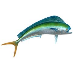 Vintage Large Skin Mount Maui Maui or Dolphin Fish