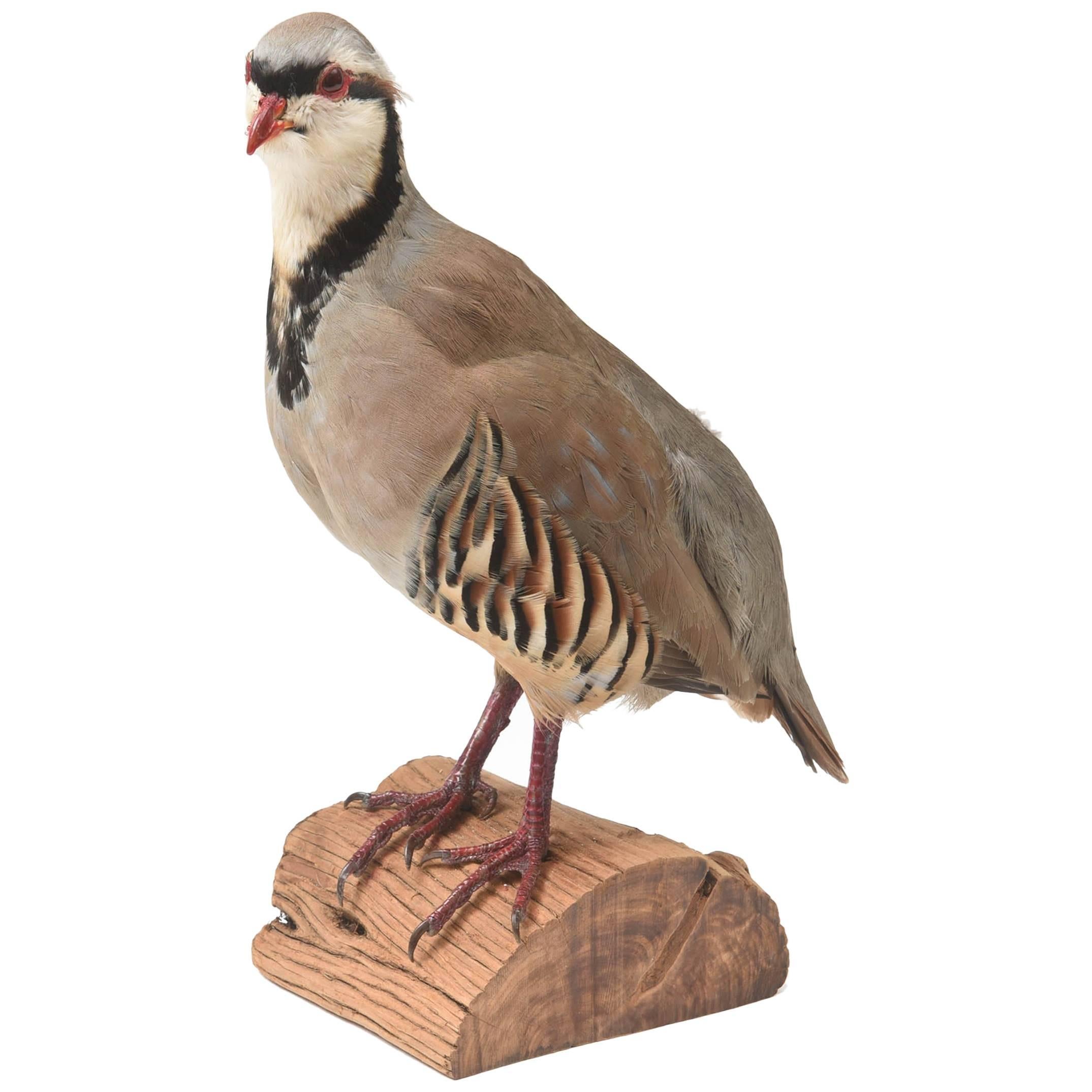 Partridge Taxidermy, Newer with Great Coloring