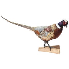 Pheasant Taxidermy, Vibrant Colors with Nice Full Feathering