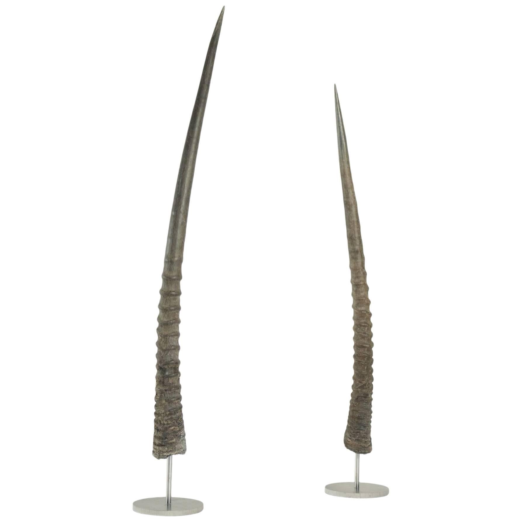 Pair of African Antelope Horns Mounted on Base of Stainless Steel