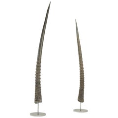 Pair of African Antelope Horns Mounted on Base of Stainless Steel