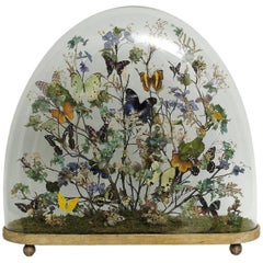 Antique Splendid and Unique Wunderkammer Diorama with Butterflies and Flowers