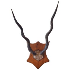 Kudu Horns Mounted on a Shaped Oakwood Backplate