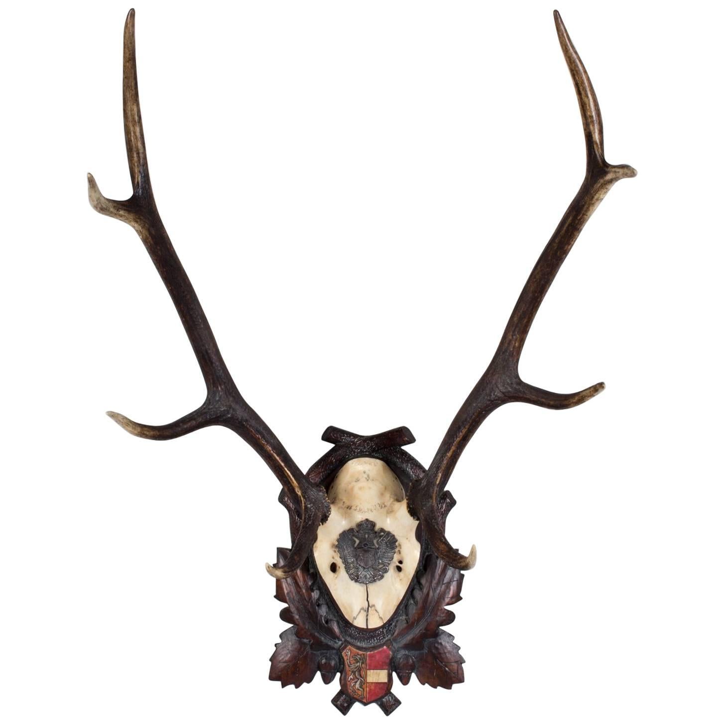 19th Century Austrian Red Stag Trophy of Emperor Franz Joseph, Eckartsau Castle