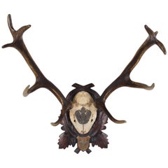 19th Century Habsburg Red Stag Trophy of Emperor Franz Joseph from Austria