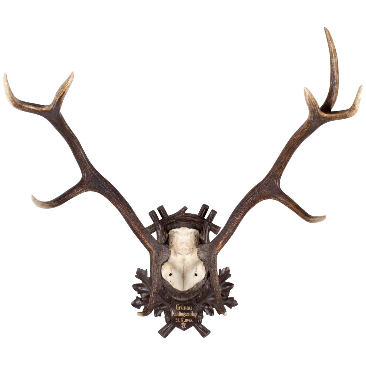 1940s German Red Stag Trophy on Black Forest Plaque from Grünau Valley Austria