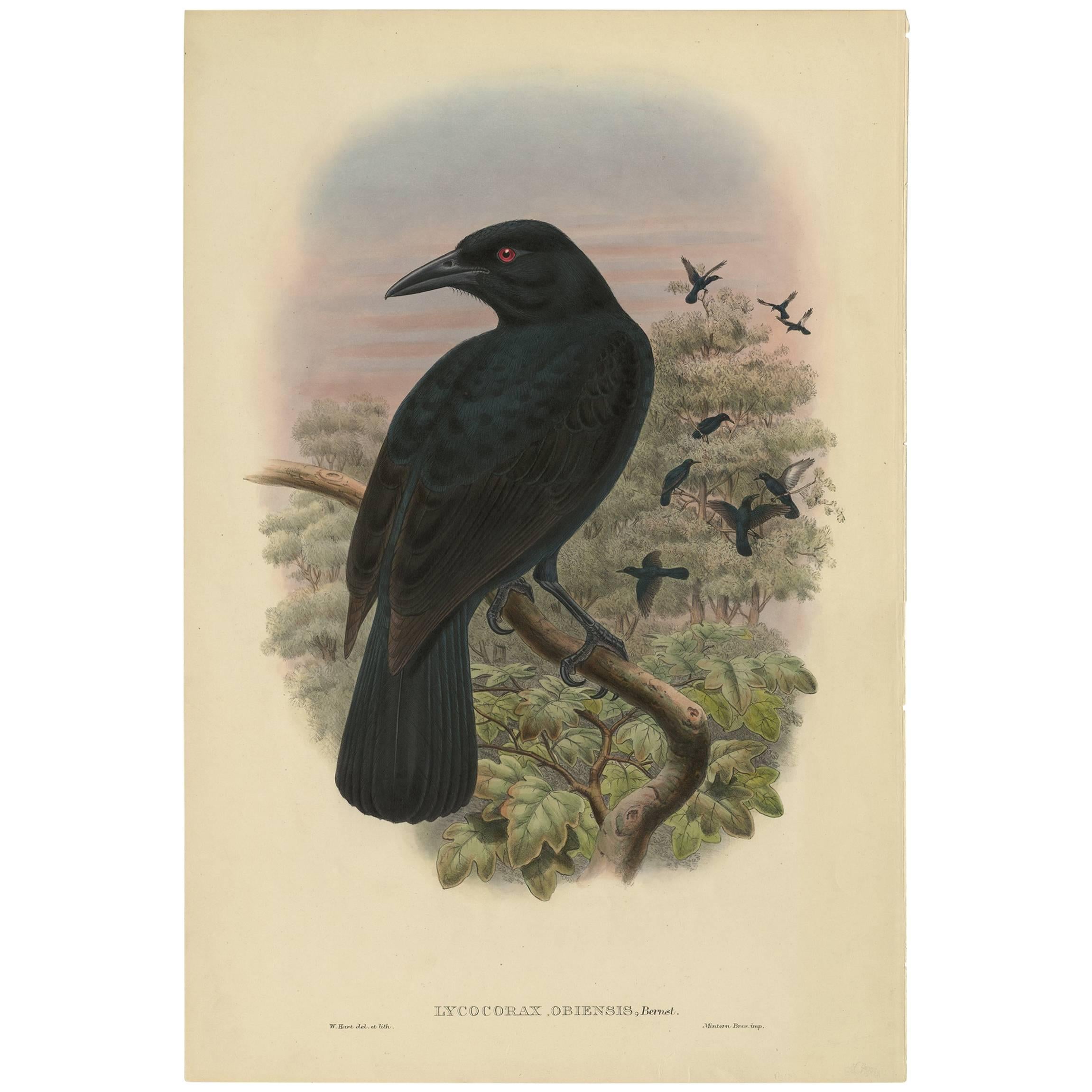 Antique Bird Print 'Lycocorax Obiensis' 'Obi Paradise-Crow' by J. Gould