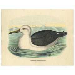 Grabado antiguo de un Albatros de Nariz Amarilla realizado según D.G. Elliot, 1869