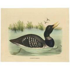 Antique Bird Print of a Yellow-Billed Loon Made after D.G. Elliot, 1869