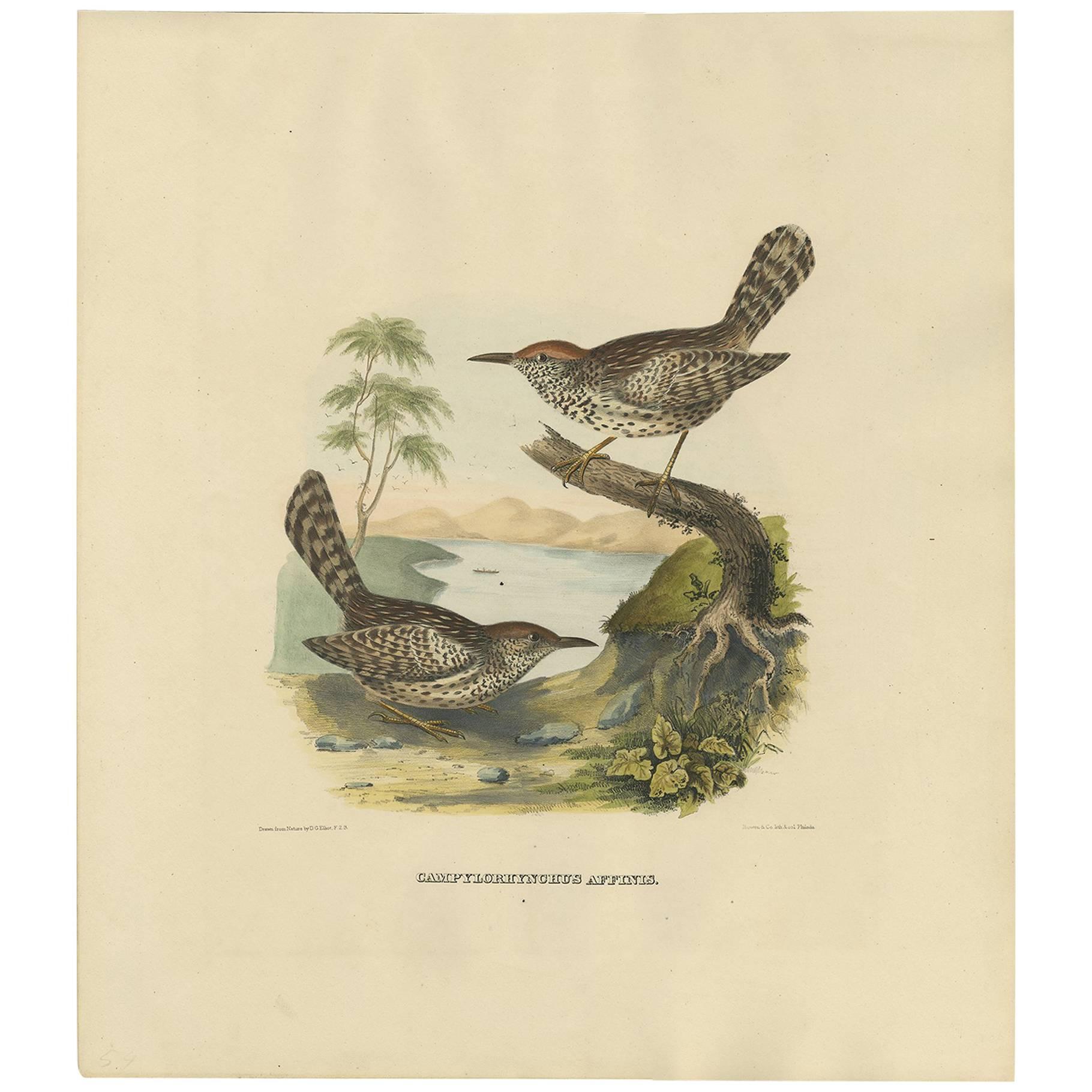 Two Allied Wrens Antique Bird Print  Made after D.G. Elliot, 1869 For Sale