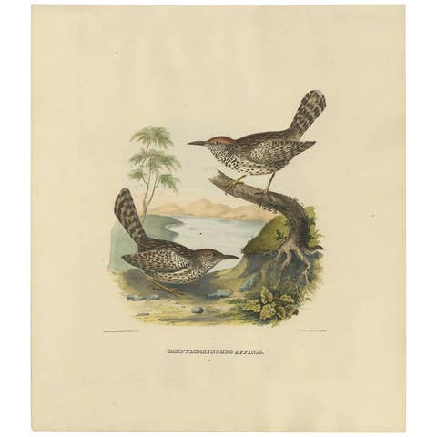 Two Allied Wrens Antique Bird Print Made after D.G. Elliot, 1869