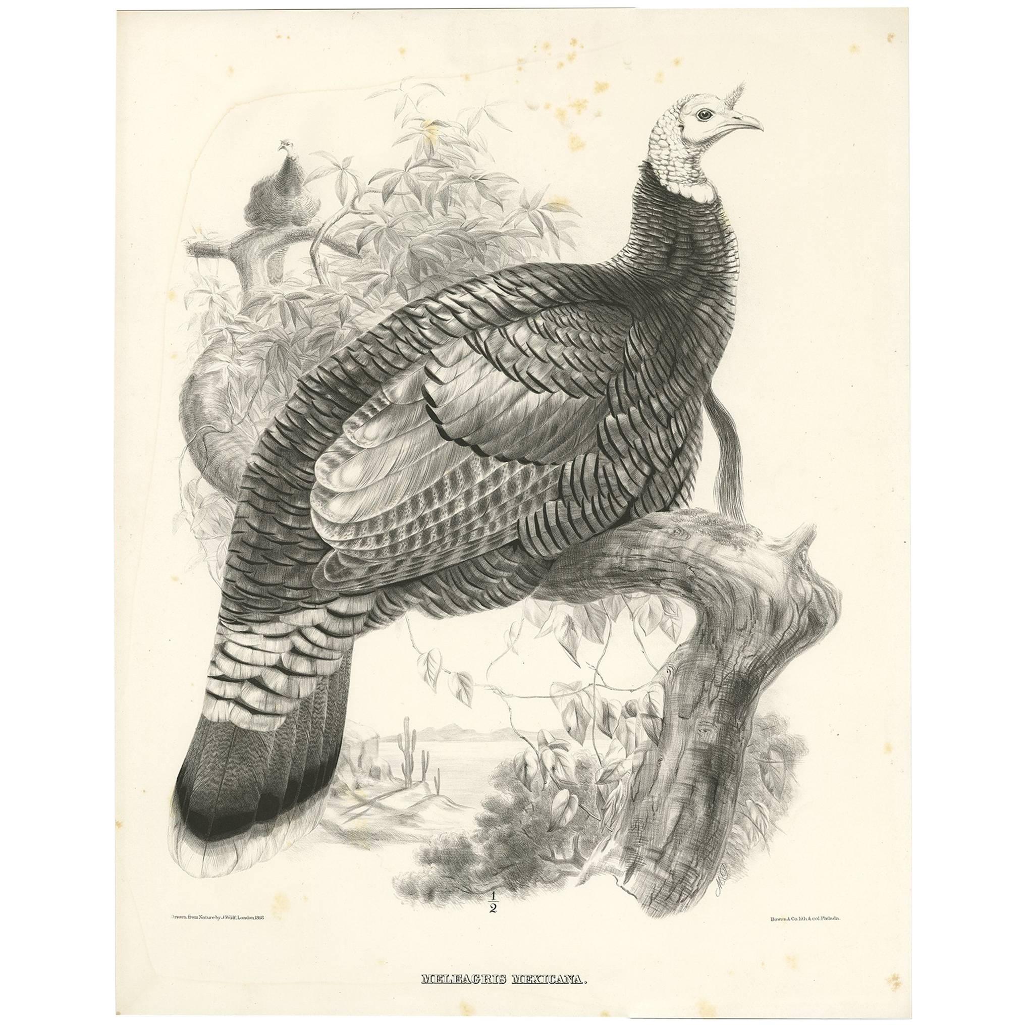 Antique Bird Print of a Mexican Turkey Made after J. Wolf '1868' For Sale