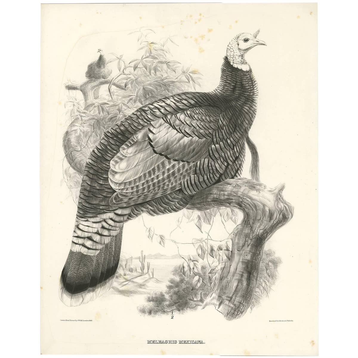 Antique Bird Print of Mexican Turkey, Lithograph, Circa 1868, Rare