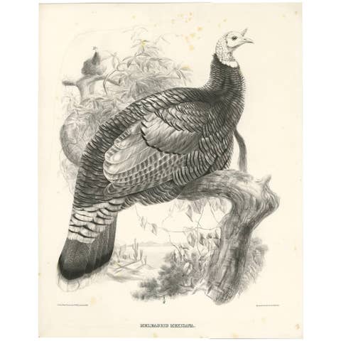 Antique Bird Print of Mexican Turkey, Lithograph, Circa 1868, Rare