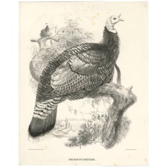 Impression oiseau ancienne d'une Turquie mexicaine réalisée d'après J. Wolf '1868'