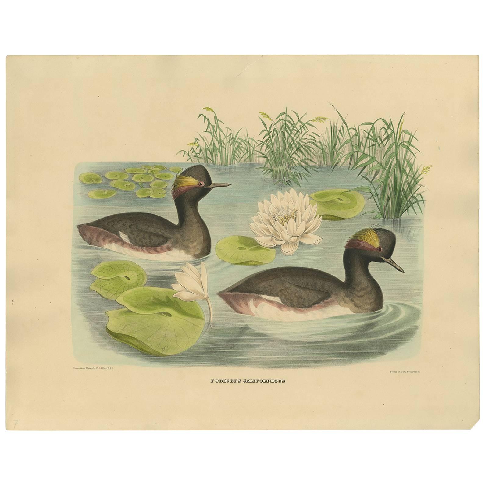 Antique Bird Print of Two Black-Necked Grebes Made after D.G. Elliot, 1869 For Sale