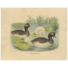 Antique Bird Print of Two Black-Necked Grebes Made after D.G. Elliot, 1869