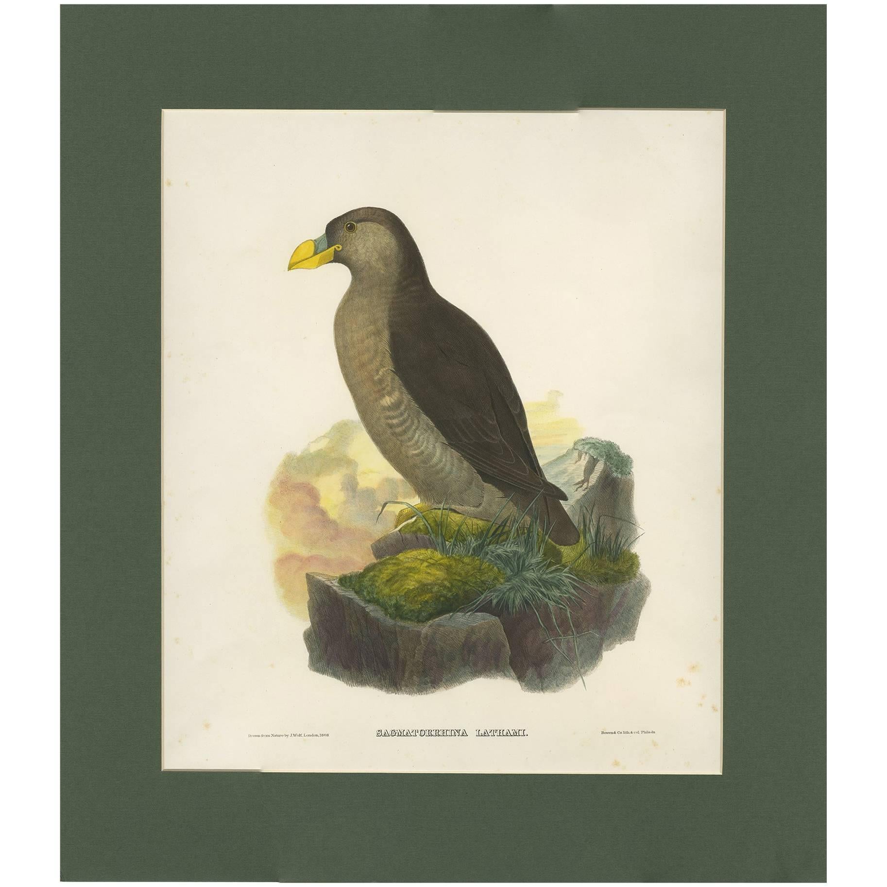 Antique Bird Print of a Latham's Guillemot Made after J. Wolf, 1868 For Sale