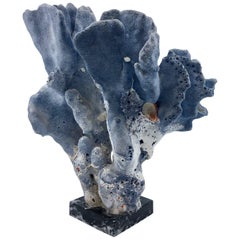 Large Blue Coral