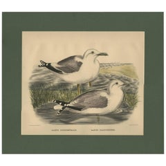 Antique Bird Print of a Western Gull & California Gull Made After D.G. Elliot 